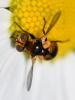 Cistogaster globosa